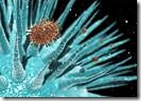 virus